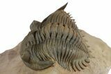 Stunning Metacanthina Trilobite - Lghaft, Morocco #350523-1